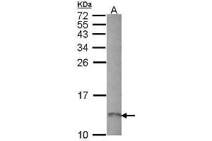 WB Image Sample (30 ug of whole cell lysate) A: Hep G2 , 12% SDS PAGE antibody diluted at 1:1000 (RAMP1 antibody  (C-Term))