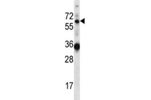 GATAD2B antibody western blot analysis in mouse heart tissue lysate (GATAD2B antibody  (AA 1-30))