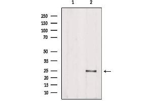 Western blot analysis of extracts from Hela, using PIGF Antibody. (PIGF antibody  (Internal Region))