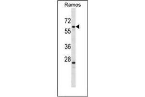 Western blot analysis of PLRG1 Antibody (N-term) in Ramos cell line lysates (35ug/lane).