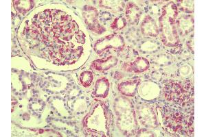 Anti-SLAIN1 antibody IHC staining of human kidney. (SLAIN1 antibody  (C-Term))