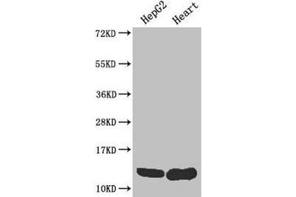 WFDC2 antibody  (AA 31-124)