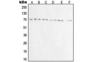 Western blot analysis of Ku70 expression in A549 (A), A431 (B), C32 (C), HeLa (D), Jurkat (E), COS7 (F) whole cell lysates. (XRCC6 antibody  (N-Term))