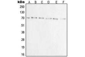 Western Blotting (WB) image for anti-X-Ray Repair Complementing Defective Repair in Chinese Hamster Cells 6 (XRCC6) (N-Term) antibody (ABIN7295718)