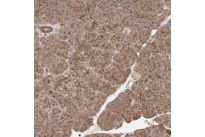 Immunohistochemical staining of human pancreas with MLLT4 polyclonal antibody  shows moderate cytoplasmic and strong luminal membranous positivity in exocrine cells at 1:200-1:500 dilution. (Afadin antibody)