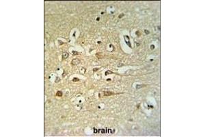 FA40B Antibody (N-term) (ABIN651327 and ABIN2840190) IHC analysis in formalin fixed and paraffin embedded human brain tissue followed by peroxidase conjugation of the secondary antibody and DAB staining. (STRIP2 antibody  (N-Term))