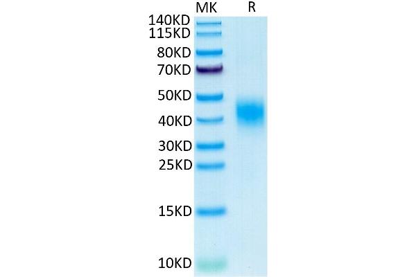 CLEC12A Protein (AA 32-232) (His tag)