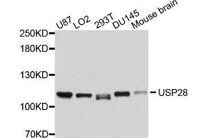 Western blot analysis of extracts of various cell lines, using USP28 antibody (ABIN4905575) at 1:1000 dilution. (USP28 antibody)