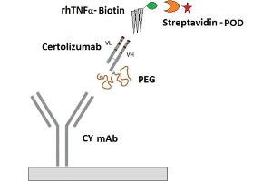 Image no. 1 for Certolizumab Pegol specific ELISA Kit (ABIN3219142) (Certolizumab Pegol specific ELISA Kit)
