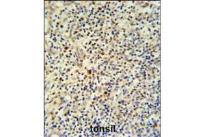 FLI-1 Antibody IHC analysis in formalin fixed and paraffin embedded human tonsil tissue followed by peroxidase conjugation of the secondary antibody and DAB staining. (FLI1 antibody  (N-Term))