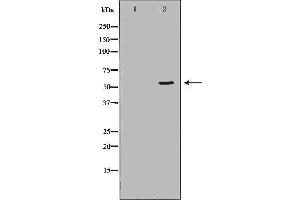 Western blot analysis of HepG2  using ALPL antibody. (ALPL antibody  (Internal Region))