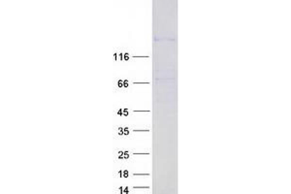HMGXB3 Protein (Myc-DYKDDDDK Tag)