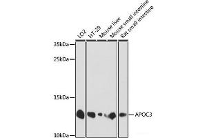 Western blot analysis of extracts of various cell lines using APOC3 Polyclonal Antibody at dilution of 1:1000. (APOC3 antibody)