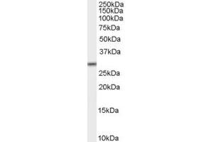 ABIN185209 staining (2µg/ml) of K562 lysate (RIPA buffer, 35µg total protein per lane). (MPG antibody  (C-Term))