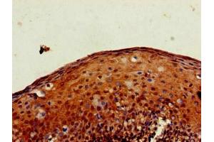 Immunohistochemistry of paraffin-embedded human tonsil tissue using ABIN7166859 at dilution of 1:100