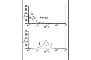 ACOT8 Antibody (C-term) (ABIN653089 and ABIN2842684) flow cytometric analysis of MDA-M cells (bottom histogram) compared to a negative control cell (top histogram). (ACOT8 antibody  (C-Term))