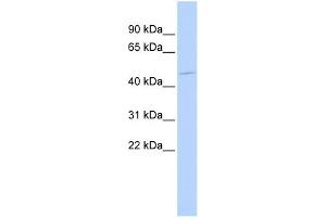 WB Suggested Anti-HSFX1 Antibody Titration:  0. (HSFX1 antibody  (Middle Region))