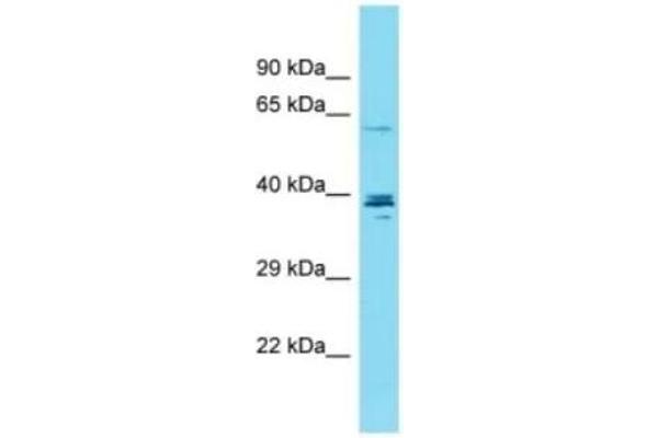 CCDC149 antibody  (C-Term)