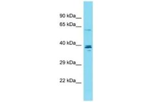 CCDC149 antibody  (C-Term)