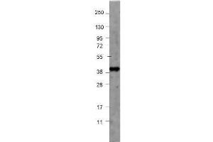 Western blot using  affinity purified anti-Human NAG-1 antibody shows detection of a 42 kDa band corresponding to purified recombinant fusion protein MBP-human NAG-1. (GDF15 antibody)