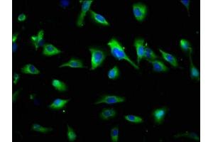 Immunofluorescence (IF) image for anti-Synaptoporin (SYNPR) (AA 199-265) antibody (ABIN7171138)
