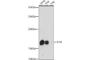 Western blot analysis of extracts of Recombinant Human IL-18 Protein, using IL18 antibody (ABIN3021464, ABIN3021465, ABIN3021466 and ABIN1513081) at 1:1000 dilution. (IL-18 antibody  (AA 37-193))