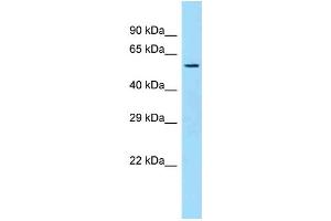 Western Blotting (WB) image for anti-Sulfide Quinone Reductase-Like (SQRDL) (C-Term) antibody (ABIN971781) (SQRDL antibody  (C-Term))