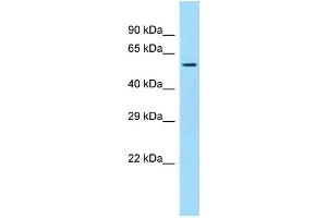 Western Blotting (WB) image for anti-Sulfide Quinone Reductase-Like (SQRDL) (C-Term) antibody (ABIN2789224)