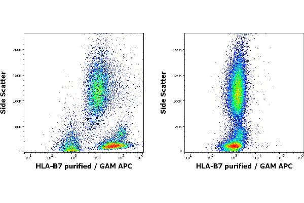 HLA B7 antibody