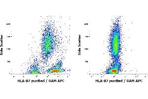 Flow cytometry surface staining patterns of human peripheral whole blood of HLA-B7 positive (left) and negative (right) blood donors stained using anti-HLA-B7 (BB7. (HLA B7 antibody)