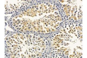 Flt3/CD135 Mouse Monoclonal Antibody at 1/100 staining mouse testis tissue by IHC-P.