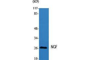 Western Blot (WB) analysis of specific cells using NGF Polyclonal Antibody. (Nerve Growth Factor antibody  (Internal Region))