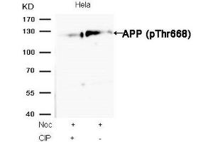 Western blot analysis of extracts from Hela cells, treated with Noc or calf intestinal phosphatase (CIP), using APP (Phospho-Thr668) Antibody. (APP antibody  (pThr668))