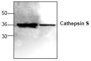 Image no. 1 for anti-Cathepsin S (CTSS) antibody (ABIN155104) (Cathepsin S antibody)