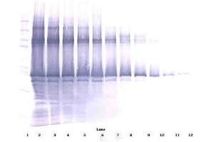 Image no. 1 for anti-Nanog Homeobox (NANOG) antibody (Biotin) (ABIN181657) (Nanog antibody  (Biotin))