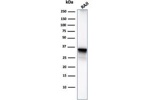 Western Blot Analysis of Raji cell lysate using CD20 Mouse Monoclonal Antibody (MS4A1/3411).
