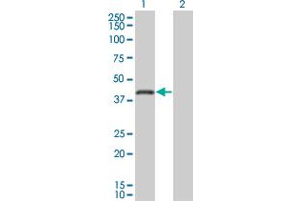 RNF26 antibody  (AA 344-433)