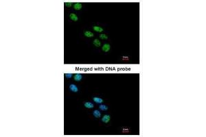 ICC/IF Image Immunofluorescence analysis of paraformaldehyde-fixed A431, using NOVA1, antibody at 1:200 dilution. (NOVA1 antibody  (C-Term))