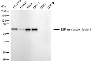 Western blotting analysis using E2F transcription factor 4 antibody (ABIN7798415). (Recombinant E2F4 antibody)