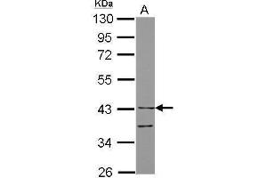 WB Image Sample (30 ug of whole cell lysate) A: THP-1 10% SDS PAGE antibody diluted at 1:10000 (LILRA4 antibody  (Center))