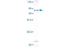 Leukocyte Immunoglobulin-Like Receptor, Subfamily A (With TM Domain), Member 2 (LILRA2) (AA 1-466) protein (GST tag)
