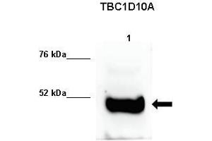 Human sperm extract (TBC1D10A antibody  (C-Term))