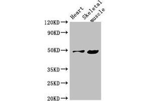 Western Blot Positive WB detected in: Mouse heart tissue, Mouse skeletal muscle tissue All lanes: EDNRB antibody at 4 μg/mL Secondary Goat polyclonal to rabbit IgG at 1/50000 dilution Predicted band size: 50, 49, 60 kDa Observed band size: 50 kDa (EDNRB antibody  (AA 27-101))