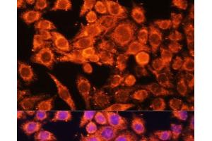 Immunofluorescence analysis of HeLa cells using AMPKa1/AMPKa2 Polyclonal Antibody at dilution of 1:100 (40x lens). (PRKAA1/PRKAA2 antibody)