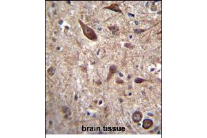 PTN Antibody (C-term) (ABIN656197 and ABIN2845519) immunohistochemistry analysis in formalin fixed and paraffin embedded human brain tissue followed by peroxidase conjugation of the secondary antibody and DAB staining.