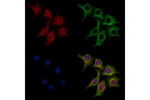ABIN7094797 and ABIN7098848 staining HepG2 cells by IF/ICC. (TIMD4 antibody  (Internal Region))