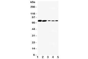 Western blot testing of SGLT1 antibody and Lane 1:  rat kidney (SLC5A1 antibody  (C-Term))