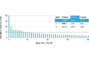 Protein Array (PAr) image for anti-Insulin-Like Growth Factor Binding Protein 6 (IGFBP6) antibody (ABIN7455978) (IGFBP6 antibody)