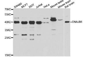 Western blot analysis of extracts of various cell lines, using DNAJB6 antibody. (DNAJB6 antibody  (AA 177-326))