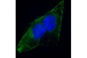 Immunofluorescent analysis of 4 % paraformaldehyde-fixed, 0. (EPS8 antibody  (N-Term))